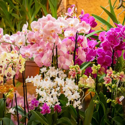 Festival international des Orchidées de Fontfroide